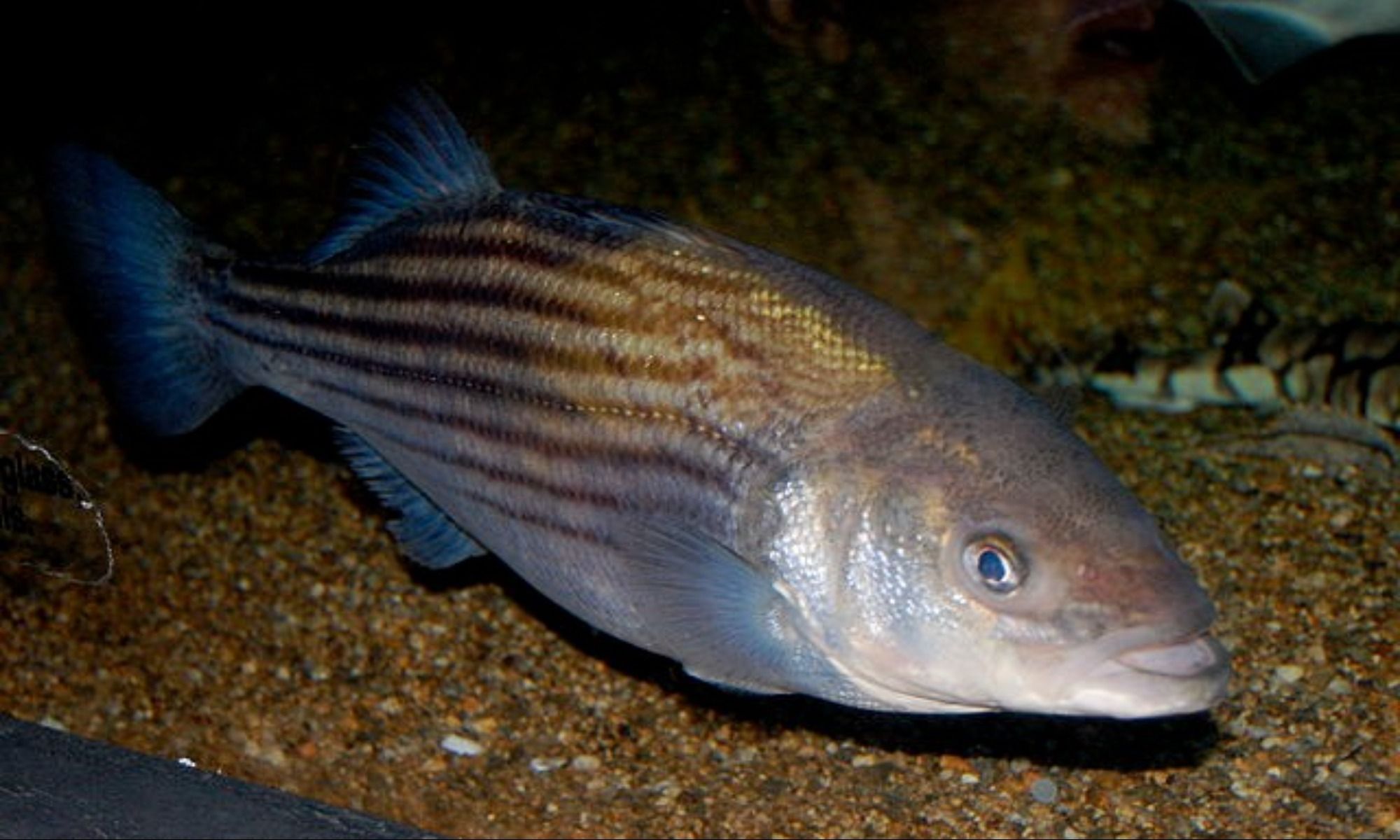 How To Spot and Catch the Elusive Striped Bass