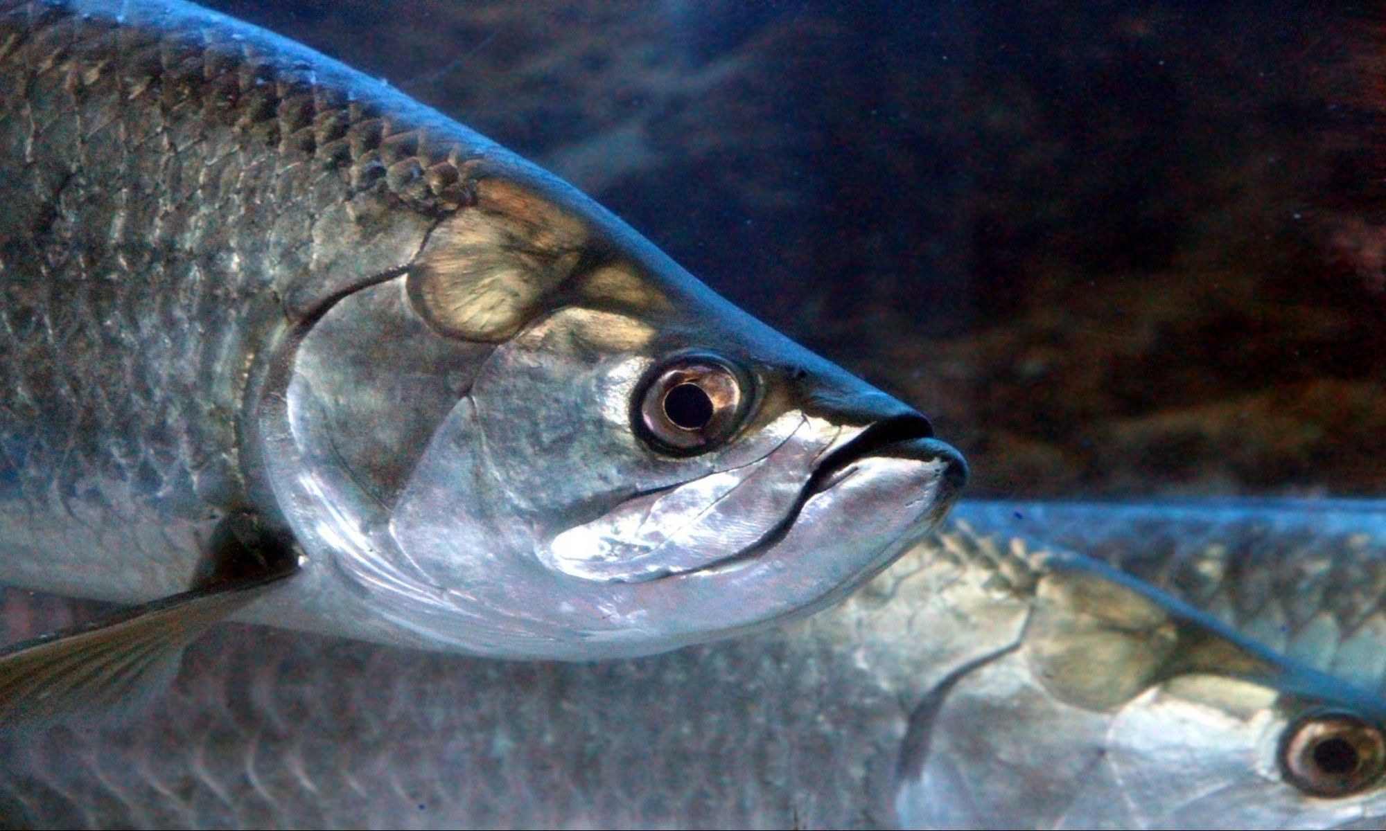 Tarpon Fishing: The Best Way To Do It