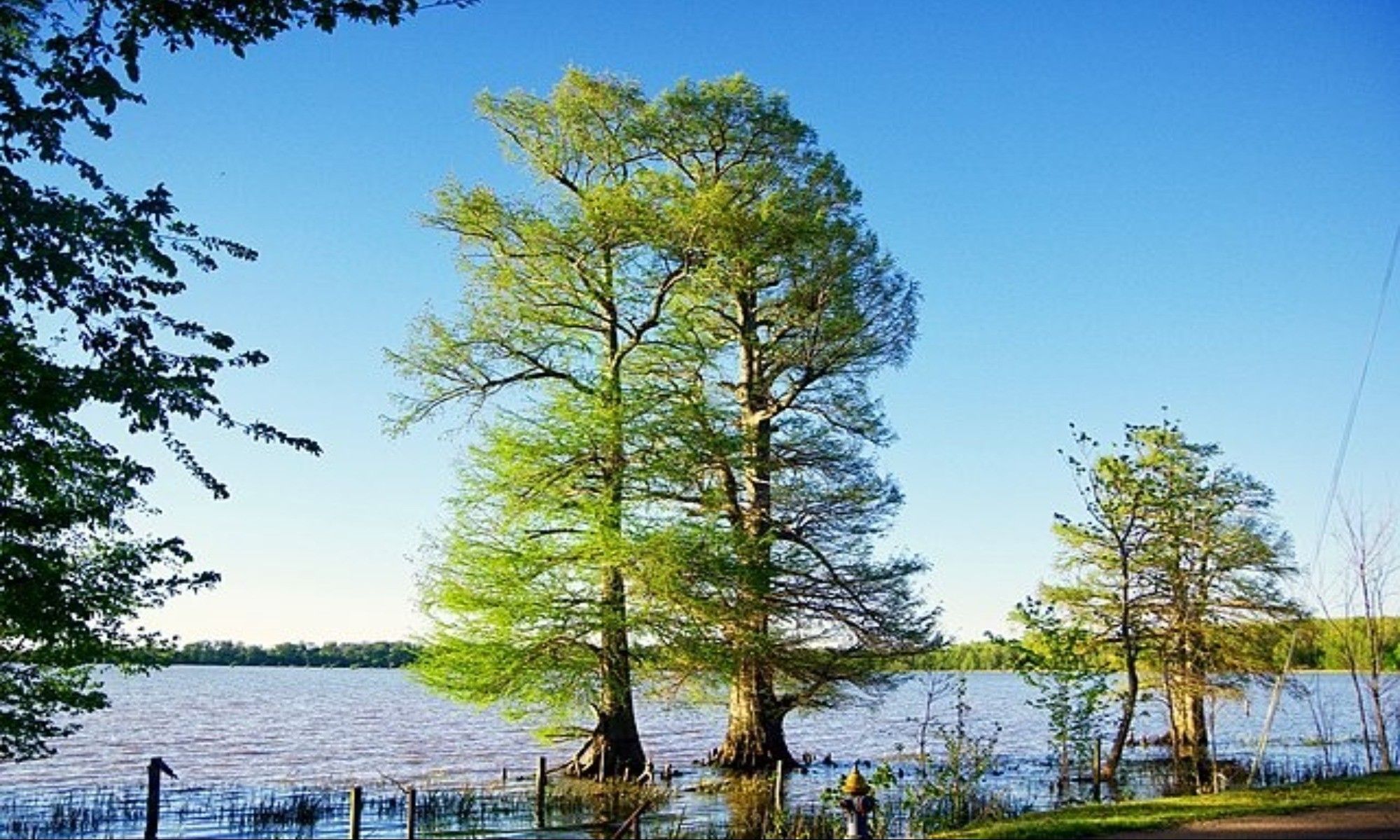 Tennessee Fishing: Everything You Need To Know