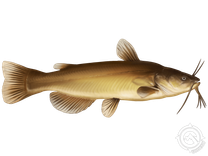 Black Bullhead
