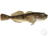 Blackfin Sculpin
