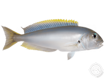 Blackline Tilefish