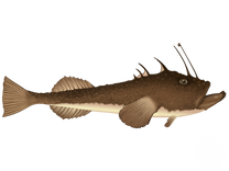 American Angler