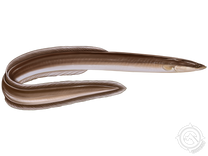 American Eel