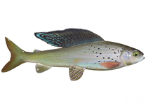 Arctic Grayling