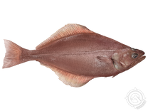 Arrow-Tooth Flounder