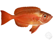 Atlantic Bigeye