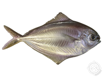 Atlantic Butterfish