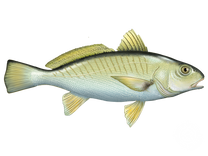 Atlantic Croaker fish