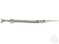 Atlantic Needlefish