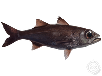 Atlantic Scombrops