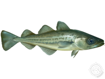 Atlantic Tomcod