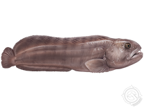 Atlantic Wolffish