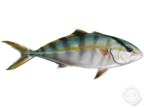 Banded Rudderfish