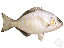 Barred Surfperch
