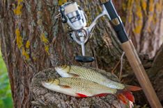 Top 10 Bass Fishing Techniques Every Angler Should Know 