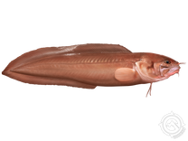 Bearded Brotula