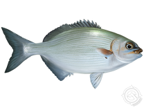 Bermuda Sea Chub