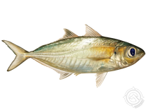 Bigeye Scad