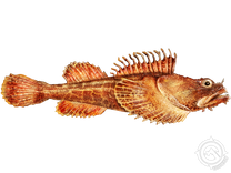 Bigmouth Sculpin