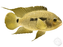 Black Acara