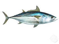 Black Skipjack
