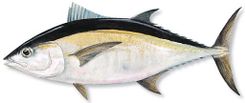 Bluefin Tuna fish