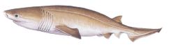 Bluntnose Sixgill Shark