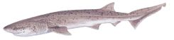 Broadnose Sevengill Shark