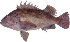 Brown Rockfish