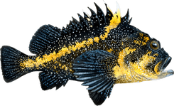 China Rockfish