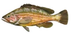 Comb Grouper