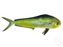 Mahi Mahi or Common Dolphinfish fish