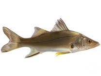 Fat Snook