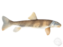 Flannelmouth Sucker