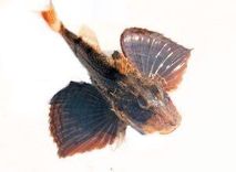 Flying Gurnard