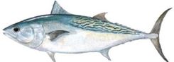 Frigate Tuna