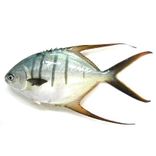Gafftopsail Pompano