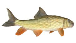 Golden Redhorse