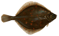 Butter Sole