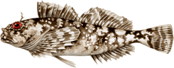 Cabezon
