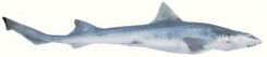 Gray Smooth-hound