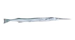 Houndfish