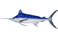 Indo-Pacific Blue Marlin