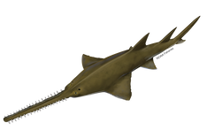 Largetooth Sawfish