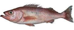 Mexican Rockfish