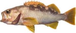 Olive Rockfish