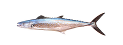 Pacific Sierra