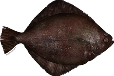 Petrale Sole