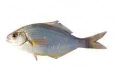 White Seaperch
